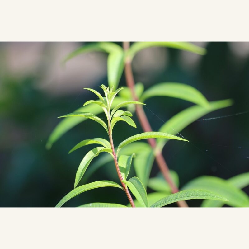Orvosi citromfű (Melissa officinalis) hatóanyaghoz kapcsolódó illusztráció